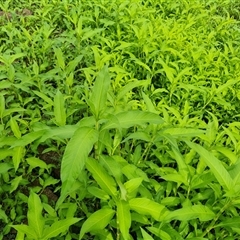 Persicaria sp. (Knotweed) at Isaacs, ACT - 3 Dec 2024 by Mike