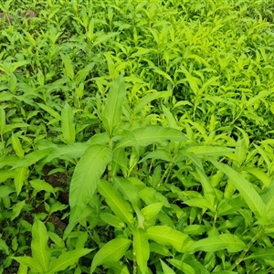 Persicaria lapathifolia at Isaacs, ACT - 3 Dec 2024 04:48 PM