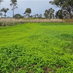 Persicaria lapathifolia at Isaacs, ACT - 3 Dec 2024