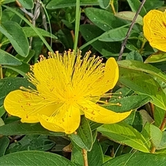 Hypericum calycinum (Rose of Sharon) at Symonston, ACT - 1 Dec 2024 by Mike