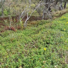 Hypericum calycinum at Symonston, ACT - 1 Dec 2024 04:39 PM