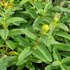 Hypericum calycinum at Symonston, ACT - 1 Dec 2024 04:39 PM