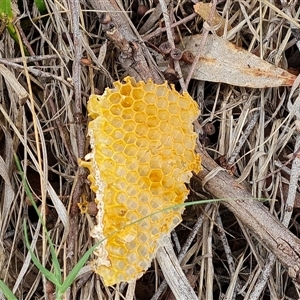 Apis mellifera at Fadden, ACT - 1 Dec 2024