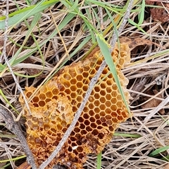 Apis mellifera at Fadden, ACT - 1 Dec 2024 04:10 PM