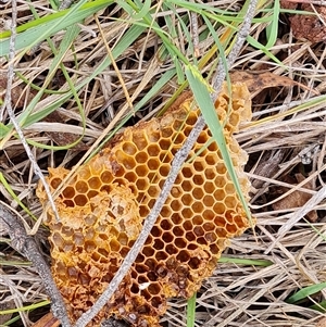 Apis mellifera at Fadden, ACT - 1 Dec 2024 04:10 PM