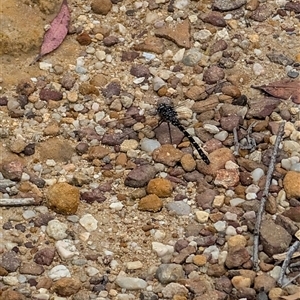 Anisoptera (suborder) at Tianjara, NSW by mroseby