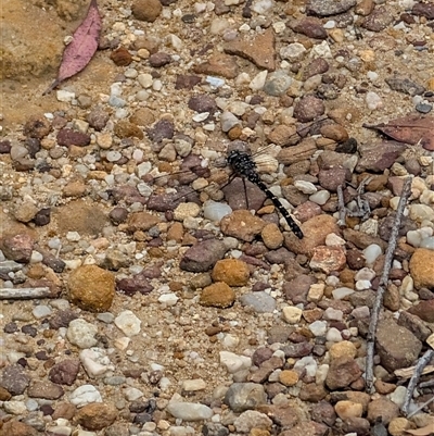 Austroaeschna obscura (Sydney Mountain Darner) at Tianjara, NSW - 1 Dec 2024 by mroseby