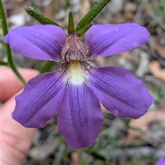 Scaevola ramosissima (Hairy Fan-flower) at Tianjara, NSW - 1 Dec 2024 by mroseby