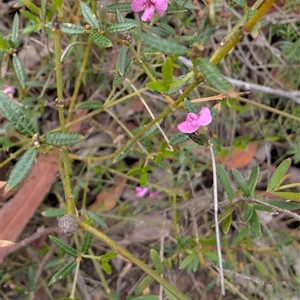 Mirbelia rubiifolia (Heathy Mirbelia) at Tianjara, NSW by mroseby