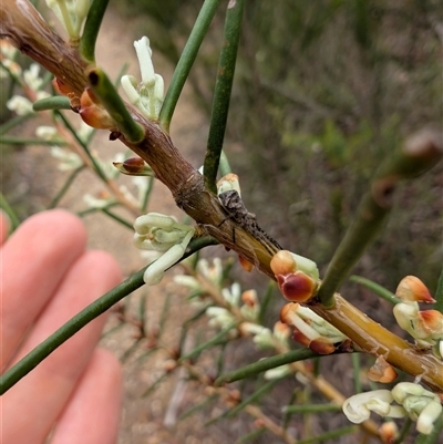 Unidentified Other hunting spider at Tianjara, NSW - 1 Dec 2024 by mroseby