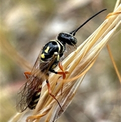 Aeolothynnus sp. (genus) (A flower wasp) at Aranda, ACT - 1 Dec 2024 by Jubeyjubes