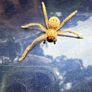 Neosparassus calligaster (Beautiful Badge Huntsman) at Aranda, ACT by Jubeyjubes