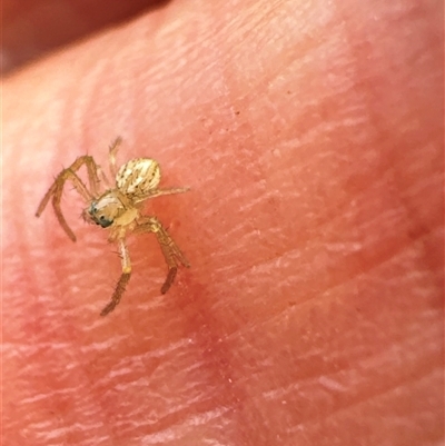 Thomisidae (family) (Unidentified Crab spider or Flower spider) at Aranda, ACT - 1 Dec 2024 by Jubeyjubes