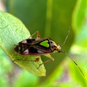 Austropeplus annulipes (A mirid bug) at Aranda, ACT by Jubeyjubes