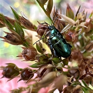 Alticini (tribe) at Aranda, ACT - 1 Dec 2024 04:38 PM