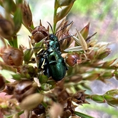 Alticini (tribe) at Aranda, ACT - 1 Dec 2024 04:38 PM