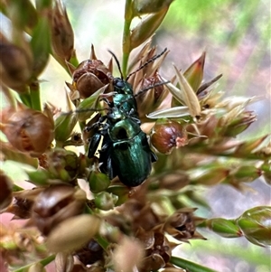 Alticini (tribe) at Aranda, ACT - 1 Dec 2024 04:38 PM