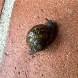 Cornu aspersum at Aranda, ACT - 30 Nov 2024 09:30 AM