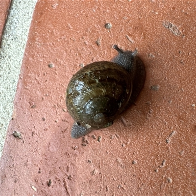 Cornu aspersum (Common Garden Snail) at Aranda, ACT - 30 Nov 2024 by Jubeyjubes