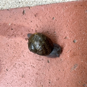 Cornu aspersum at Aranda, ACT - 30 Nov 2024 09:30 AM