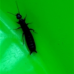 Anisolabididae (family) (Unidentified wingless earwig) at Aranda, ACT - 29 Nov 2024 by Jubeyjubes