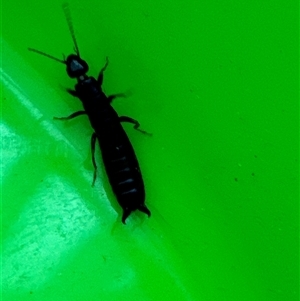 Anisolabididae (family) (Unidentified wingless earwig) at Aranda, ACT by Jubeyjubes