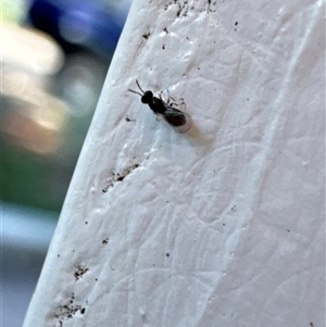 Unidentified Wasp (Hymenoptera, Apocrita) at Aranda, ACT by Jubeyjubes