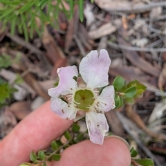 Leptospermum rotundifolium (Round Leaf Teatree) at Tianjara, NSW - 30 Nov 2024 by mroseby