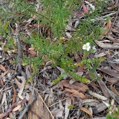 Leptospermum rotundifolium at Tianjara, NSW - suppressed