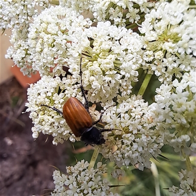 Phyllotocus rufipennis (Nectar scarab) at Watson, ACT - 28 Nov 2024 by abread111