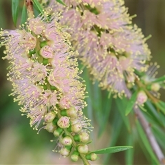 Callistemon sieberi at Wodonga, VIC - 1 Dec 2024 by KylieWaldon