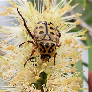 Neorrhina punctata (Spotted flower chafer) at Wodonga, VIC by KylieWaldon