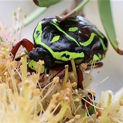 Eupoecila australasiae at Wodonga, VIC - 30 Nov 2024 by KylieWaldon