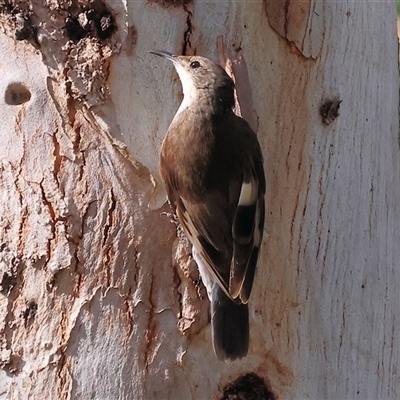 Cormobates leucophaea (White-throated Treecreeper) at Splitters Creek, NSW - 29 Nov 2024 by KylieWaldon