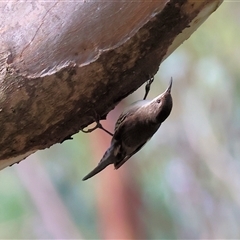 Cormobates leucophaea at Splitters Creek, NSW - 29 Nov 2024 07:42 AM