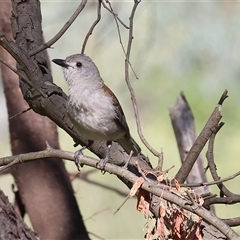 Colluricincla harmonica (Grey Shrikethrush) at Splitters Creek, NSW - 29 Nov 2024 by KylieWaldon