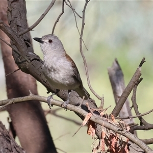 Colluricincla harmonica at Splitters Creek, NSW - 29 Nov 2024 07:49 AM