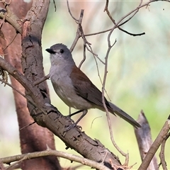 Colluricincla harmonica at Splitters Creek, NSW - 29 Nov 2024 07:49 AM