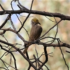 Ptilotula penicillata (White-plumed Honeyeater) at Splitters Creek, NSW - 29 Nov 2024 by KylieWaldon