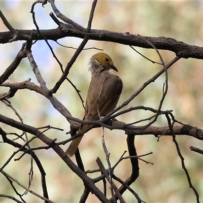 Ptilotula penicillata (White-plumed Honeyeater) at Splitters Creek, NSW - 29 Nov 2024 by KylieWaldon