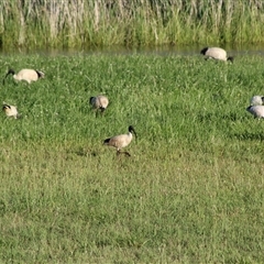 Threskiornis molucca (Australian White Ibis) at Kaleen, ACT - 1 Dec 2024 by maura