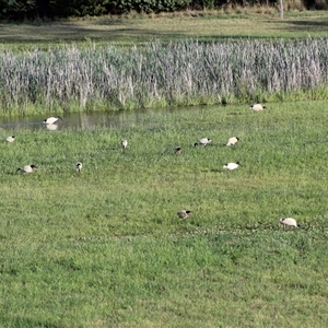 Threskiornis molucca at Kaleen, ACT - 1 Dec 2024