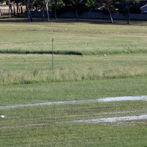 Threskiornis molucca at Kaleen, ACT - 1 Dec 2024 07:07 PM