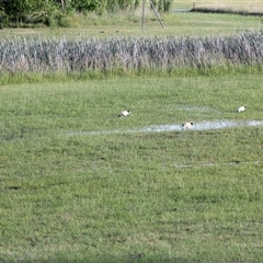 Threskiornis molucca at Kaleen, ACT - 1 Dec 2024