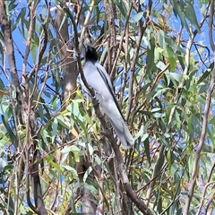 Coracina novaehollandiae (Black-faced Cuckooshrike) at Splitters Creek, NSW - 29 Nov 2024 by KylieWaldon