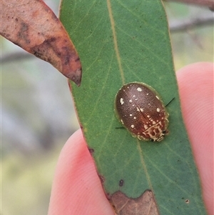 Paropsis aegrota at Bungendore, NSW - suppressed