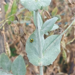 Illeis galbula (Fungus-eating Ladybird) at Kambah, ACT - 1 Dec 2024 by GirtsO