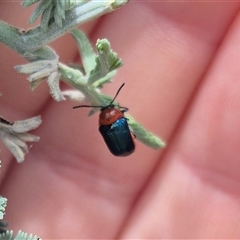 Aporocera sp. (genus) (Unidentified Aporocera leaf beetle) at Bungendore, NSW - 1 Dec 2024 by clarehoneydove