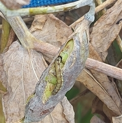 Helicoverpa (genus) (A bollworm) at Kambah, ACT - 1 Dec 2024 by GirtsO