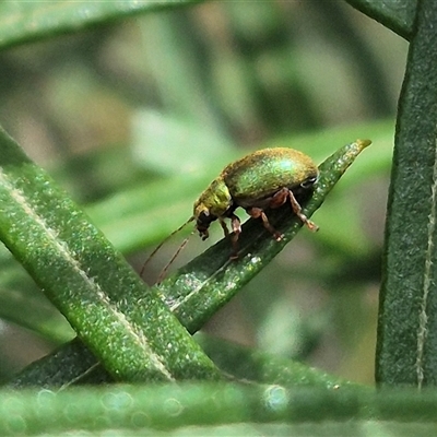 Edusella puberula (Leaf beetle) at Bungendore, NSW - 1 Dec 2024 by clarehoneydove